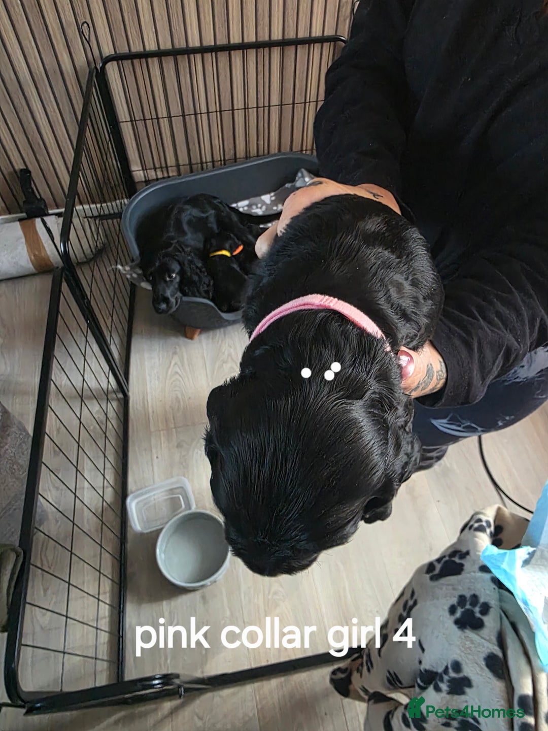 Sprocker dogs for sale: Sprocker puppies for sale. - Image 10
