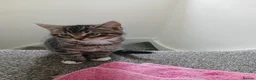 Mixed Breed cats for sale: kittens in Hitchin - Advert 7