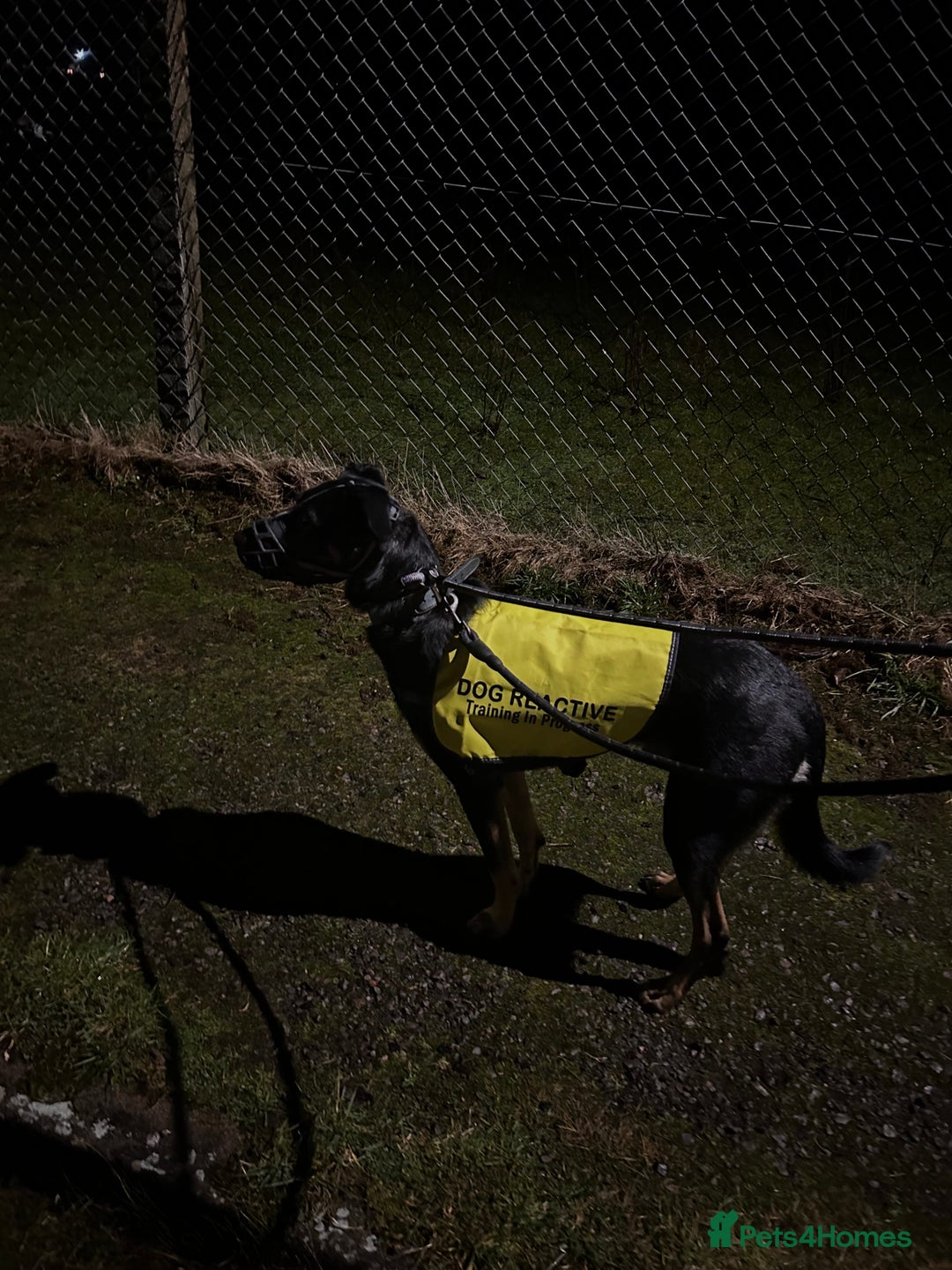 Australian Kelpie dogs for sale: Kal, Australian Kelpie  - Advert 9