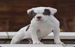 Old Tyme Bulldog dogs for sale: 23 YEARS TRUSTED EXPERTISE, ELITE 5🌟RATED,   - Image 6