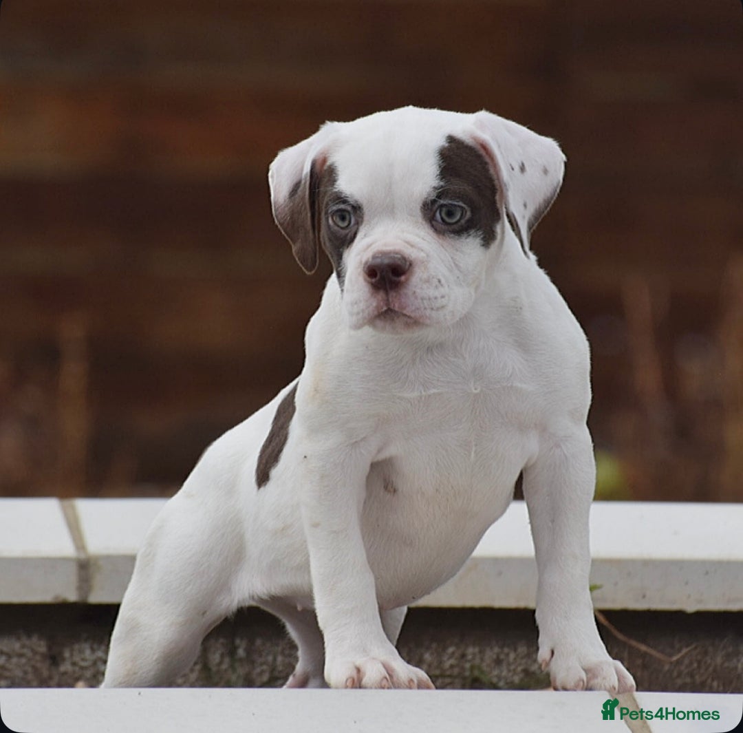 Old Tyme Bulldog dogs for sale: 23 YEARS TRUSTED EXPERTISE, ELITE 5🌟RATED,   - Image 6