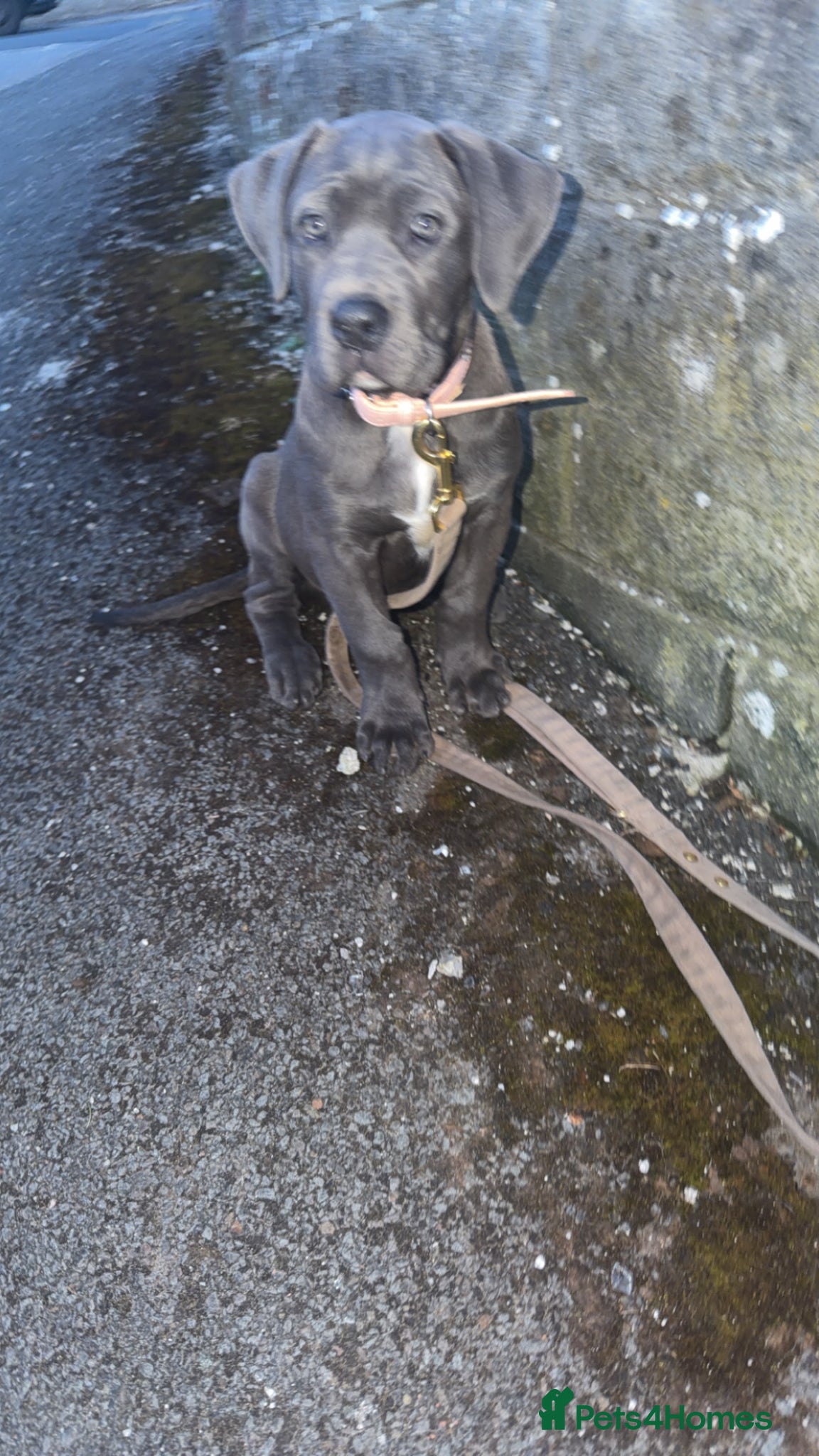 Mixed Breed dogs Cane corso cross  - Advert 7
