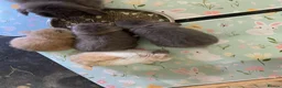 Mini Lop rabbits for sale: Beautiful mini lop babies - Advert 3
