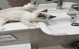Ragdoll cats for sale: TICA RARE ENTIRE MALE! BLUE POINT MIT CHAMP BLOOD - Image 10