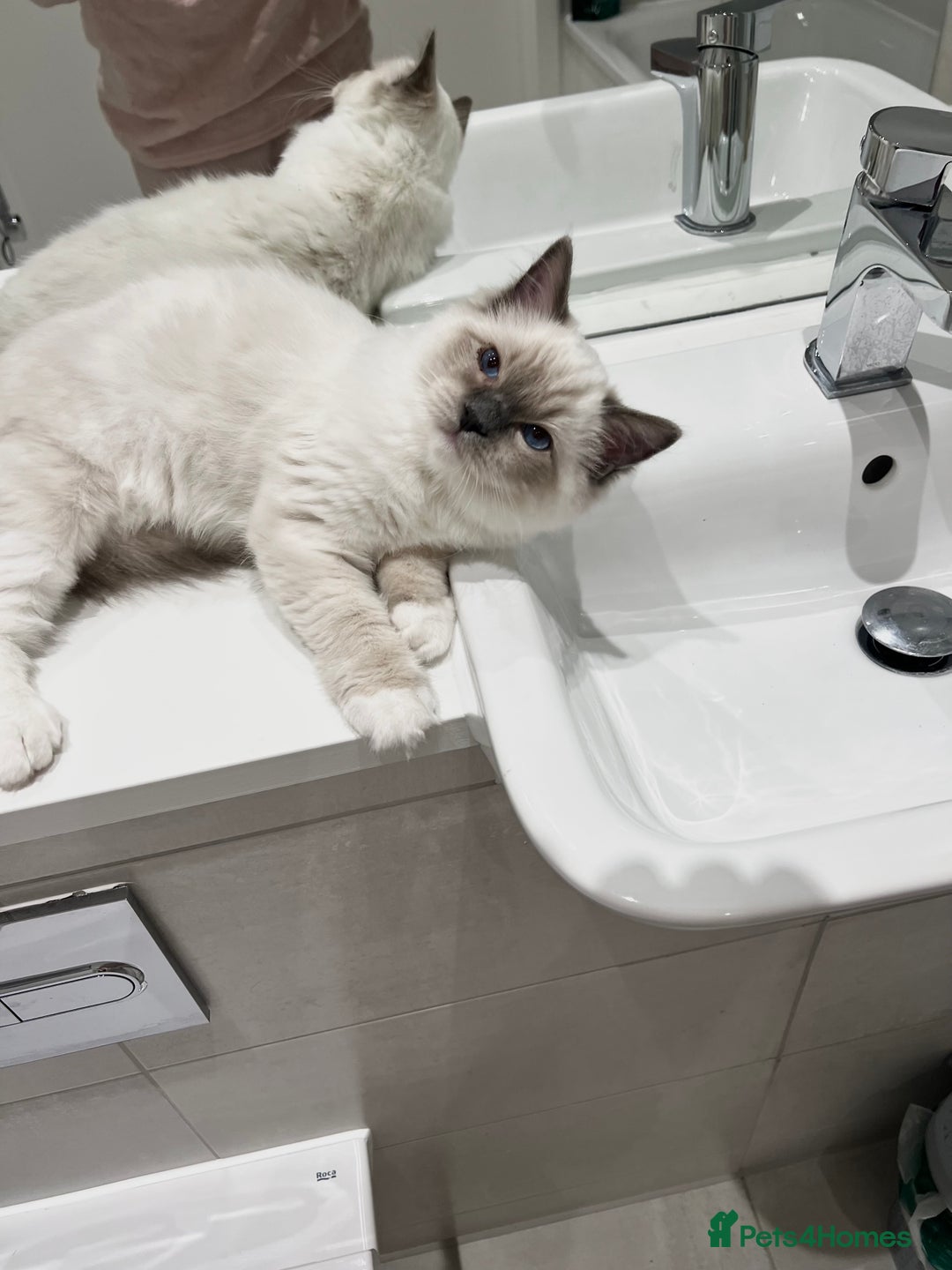 Ragdoll cats for sale: TICA RARE ENTIRE MALE! BLUE POINT MIT CHAMP BLOOD - Image 10