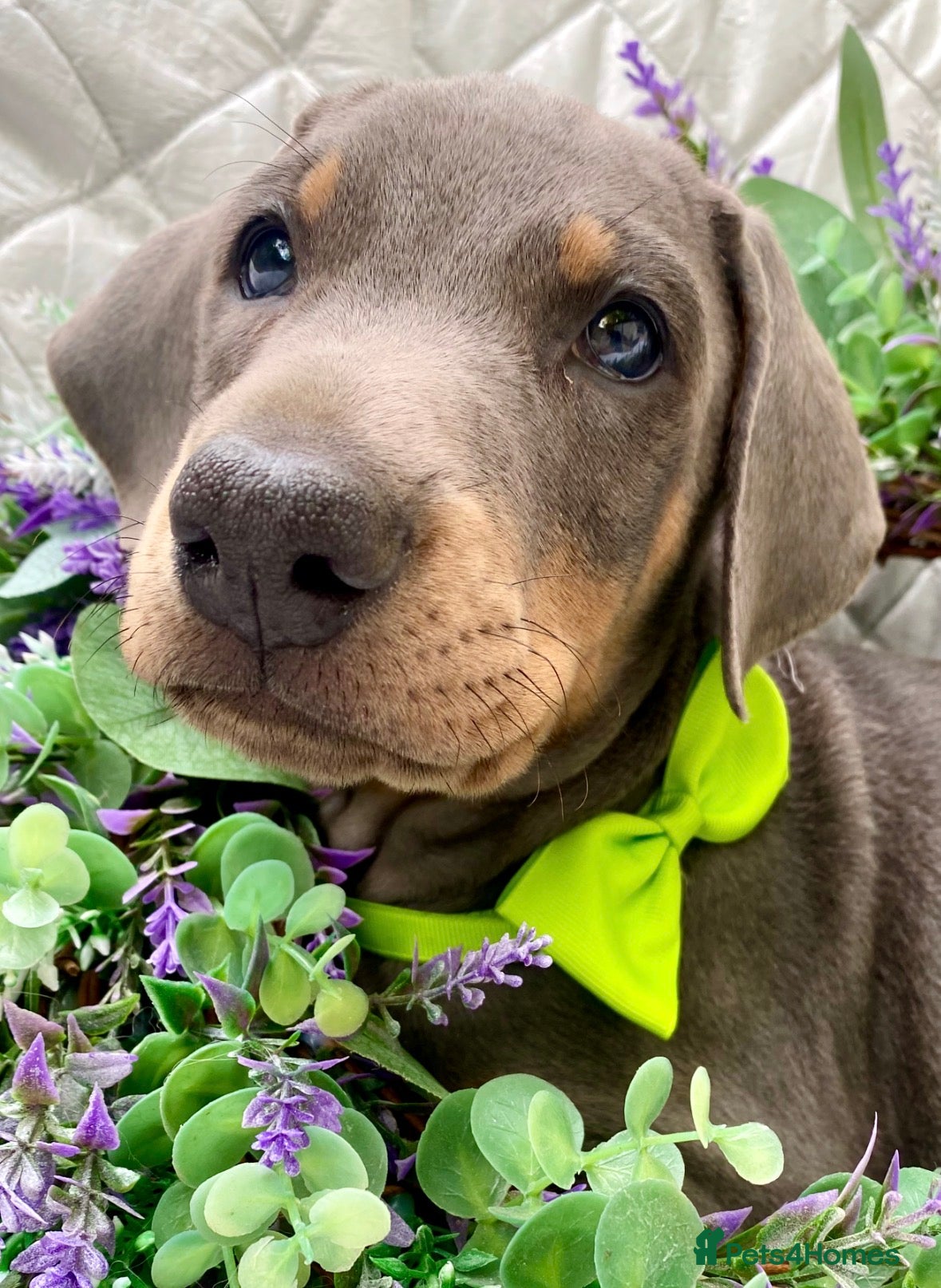 Dobermann dogs for sale: *KC REGISTERED* HEALTH TESTED DOBERMAN PUPPIES* - Advert 1