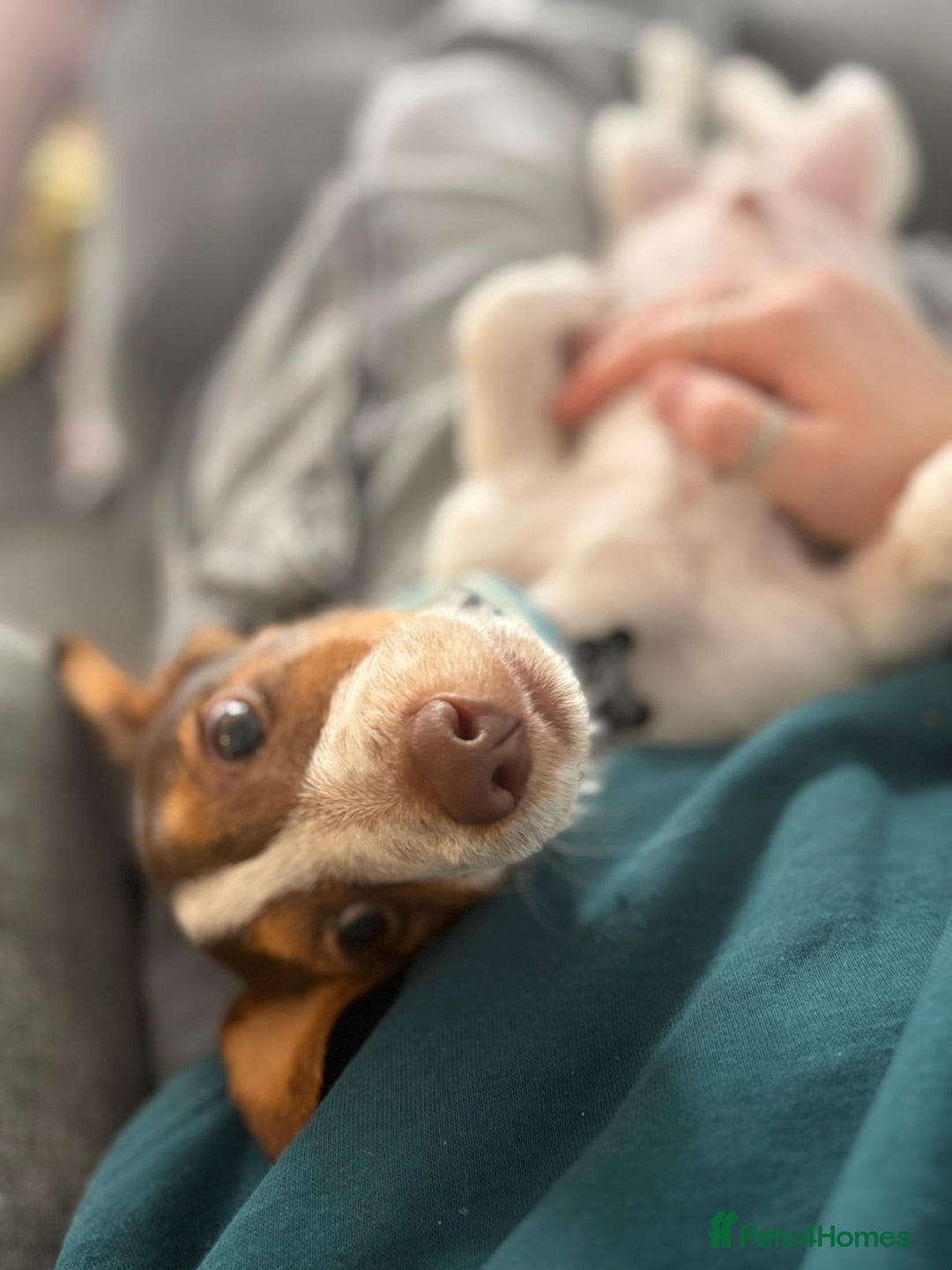 Mixed Breed dogs for sale: Gorgeous little boy dachshund cross jackrussell - Image 4