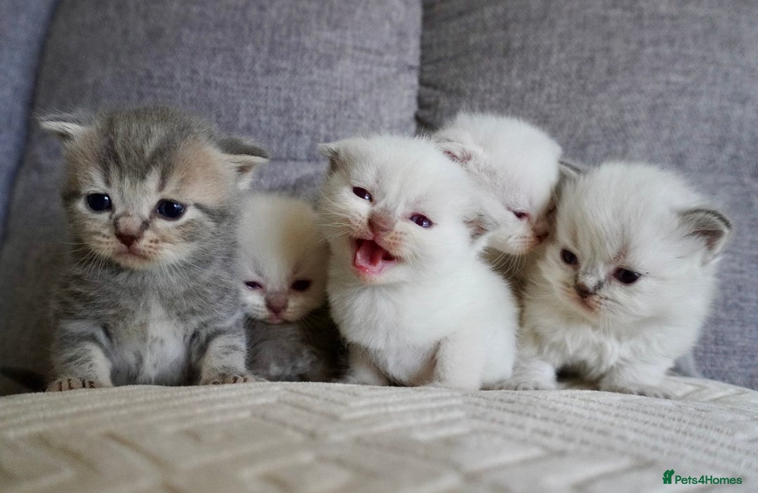 Scottish Fold cats for sale: Scottish Fold kittens  - Image 1