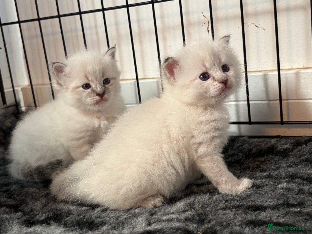 Siberian cats for sale: 🌓Word Champion Grandfather 🌖 - Advert 8