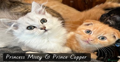 Munchkin cats - Advert 14