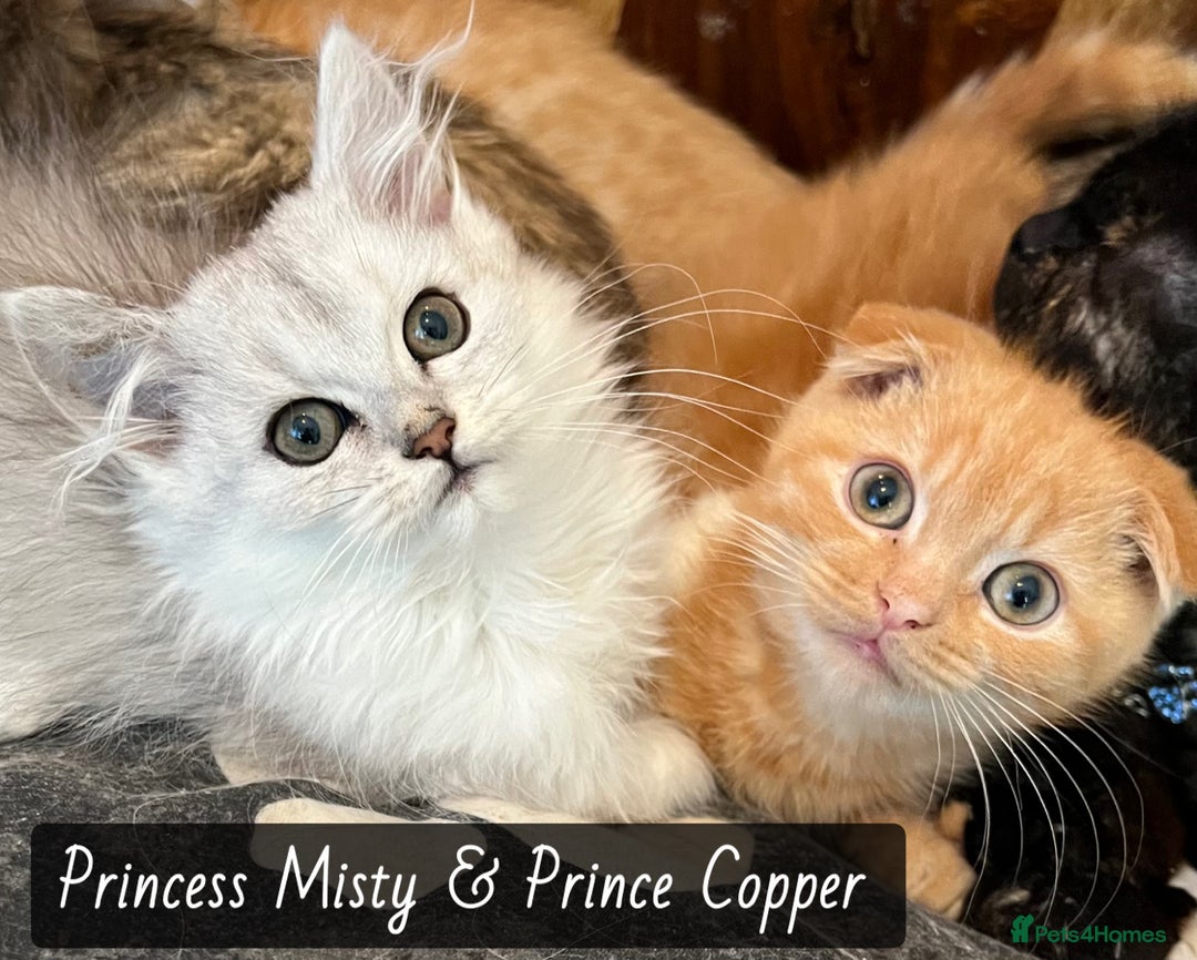 Munchkin cats for sale: Exceptional Quality & Extremely Rare Silver Minuet - Image 2