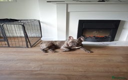 French Bulldog dogs for sale: Bruce  - Image 3