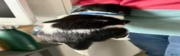 English Springer Spaniel dogs for sale: Outstanding litter looking for fantastic homes - Advert 11