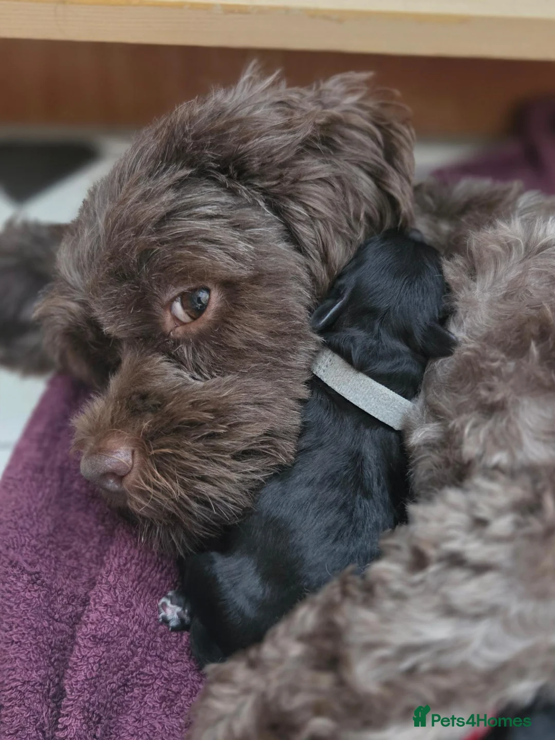 Shihpoo dogs for sale: F1b Shihpoo puppies - Advert 2