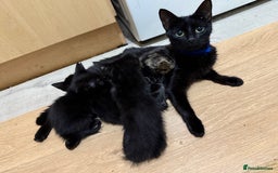 Mixed Breed cats for sale: Kittens for sale  - Image 7
