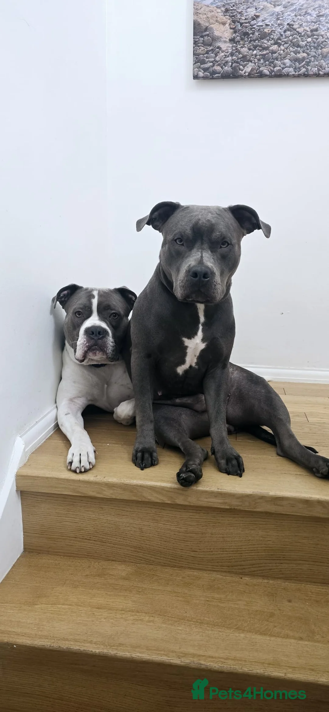 American Bull Staffy dogs for sale: American Bull Staff puppies looking for new homes! in Southampton - Advert 35