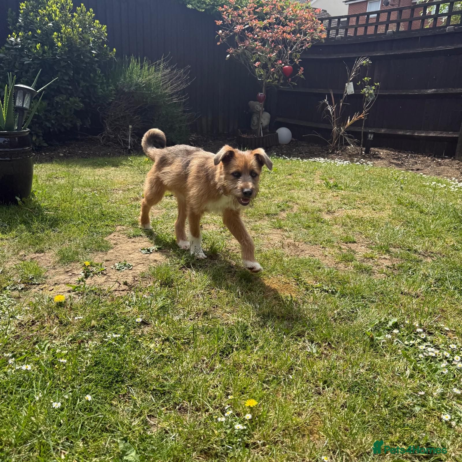 Mixed Breed dogs for adoption: Roger  in Milton Keynes - Advert 11
