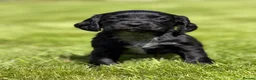 Cocker Spaniel dogs for sale: Black male from Fully Health Tested Parents - Advert 1