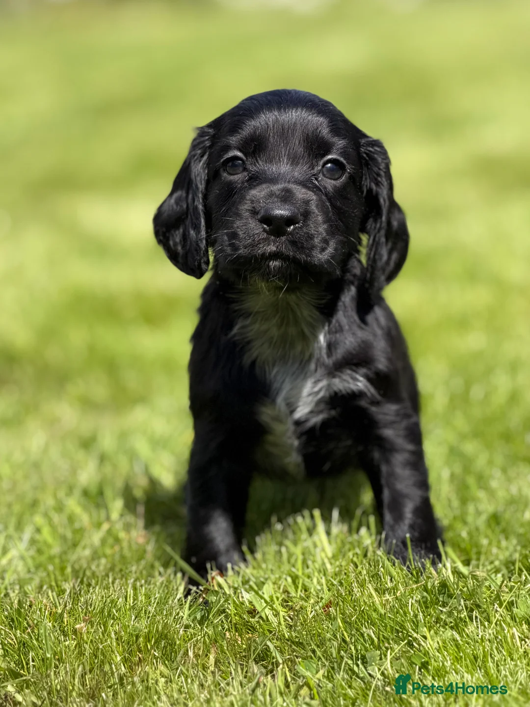 Cocker Spaniel dogs for sale: Black male from Fully Health Tested Parents - Advert 1