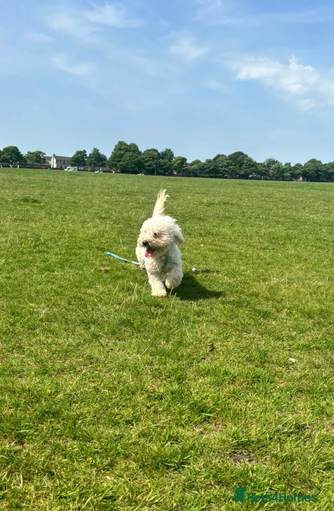Poochon dogs for sale: Teddy 💙 - Advert 3