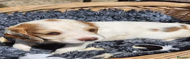 Sprocker 6