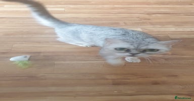 British Shorthair cats - Advert 14
