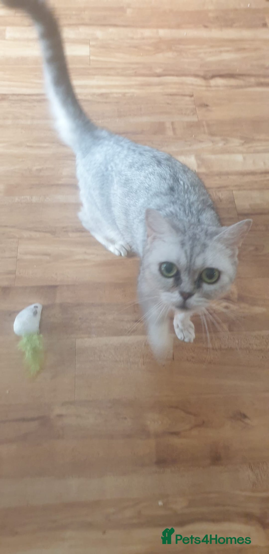 British Shorthair cats for sale: Pedigree British Shorthair  - Image 2