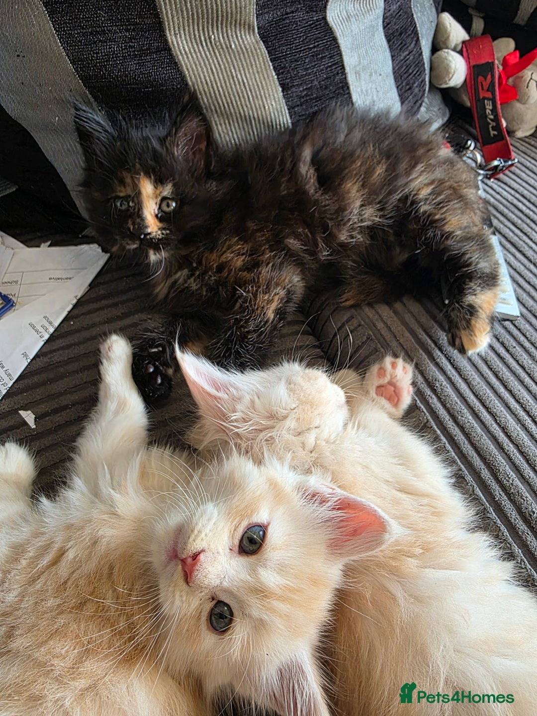 Maine Coon cats for sale: LAST ONE. Female mainecoon - Image 4