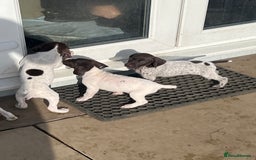 German Shorthaired Pointer dogs for sale: Working GSP puppy’s  - Image 8