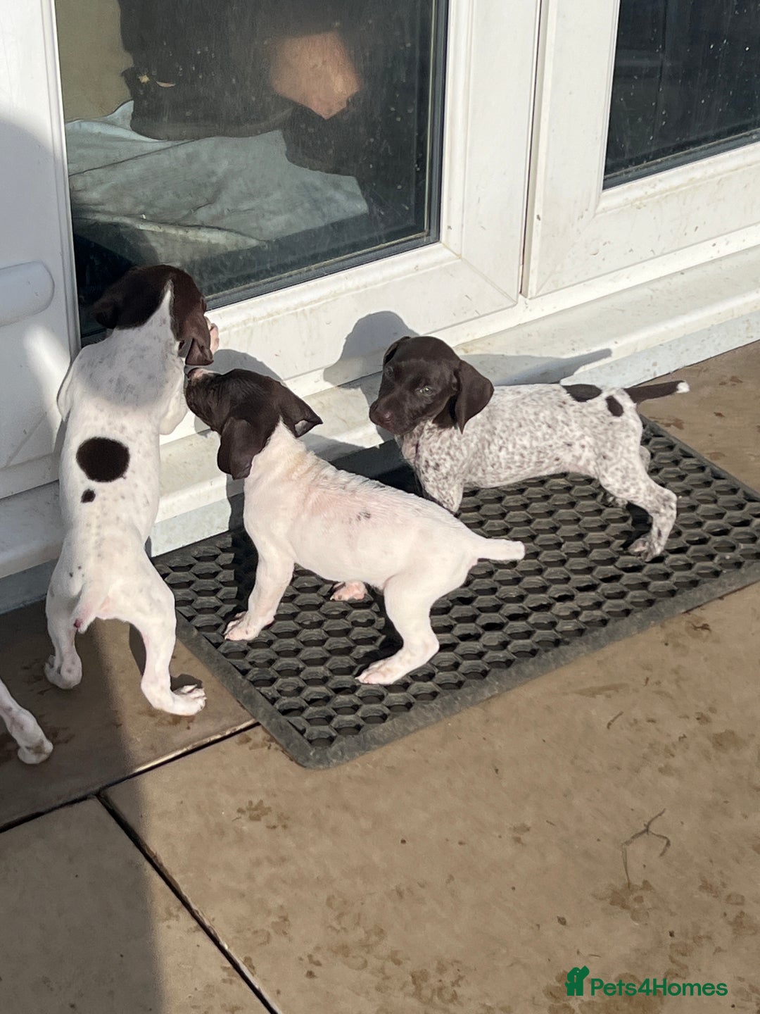 German Shorthaired Pointer dogs for sale: Working GSP puppy’s  - Image 8