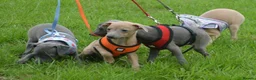 Italian Greyhound dogs for sale: Kc registered Italian greyhound pups  - Advert 14