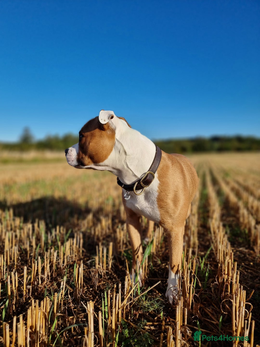 Staffordshire Bull Terrier dogs for sale: Male Staffordshire Bull Terrier  - Advert 10