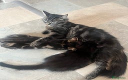 Mixed Breed cats for sale: Last Kitten Looking for His Forever Home - Image 4