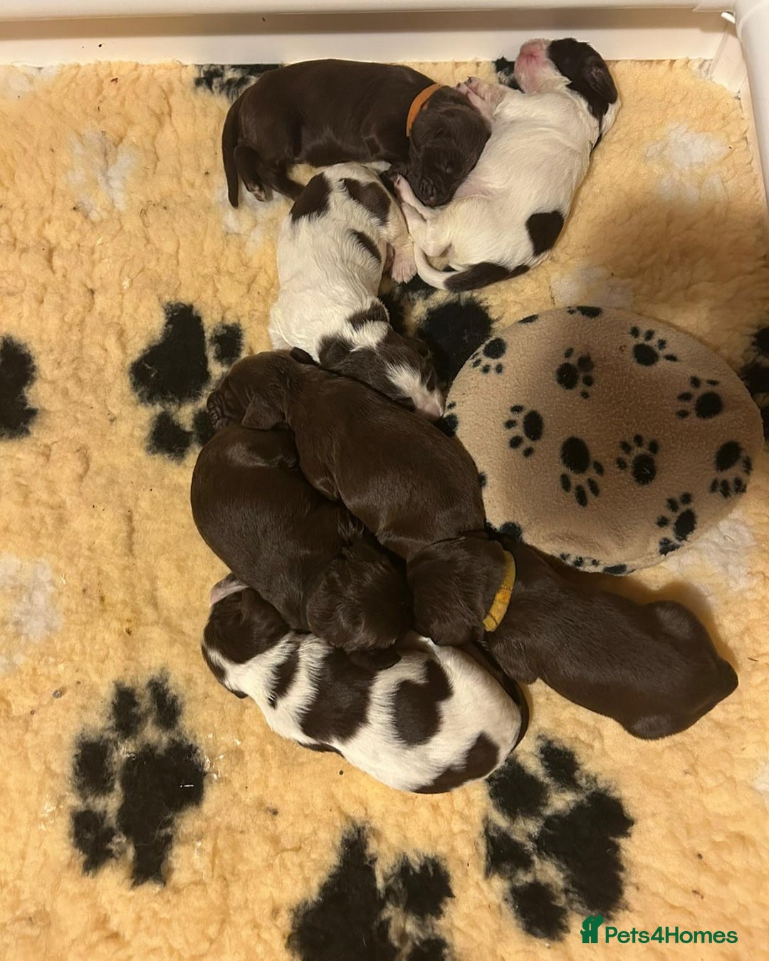 Field Spaniel dogs for sale: Raising Field Spaniel Puppies - Advert 4