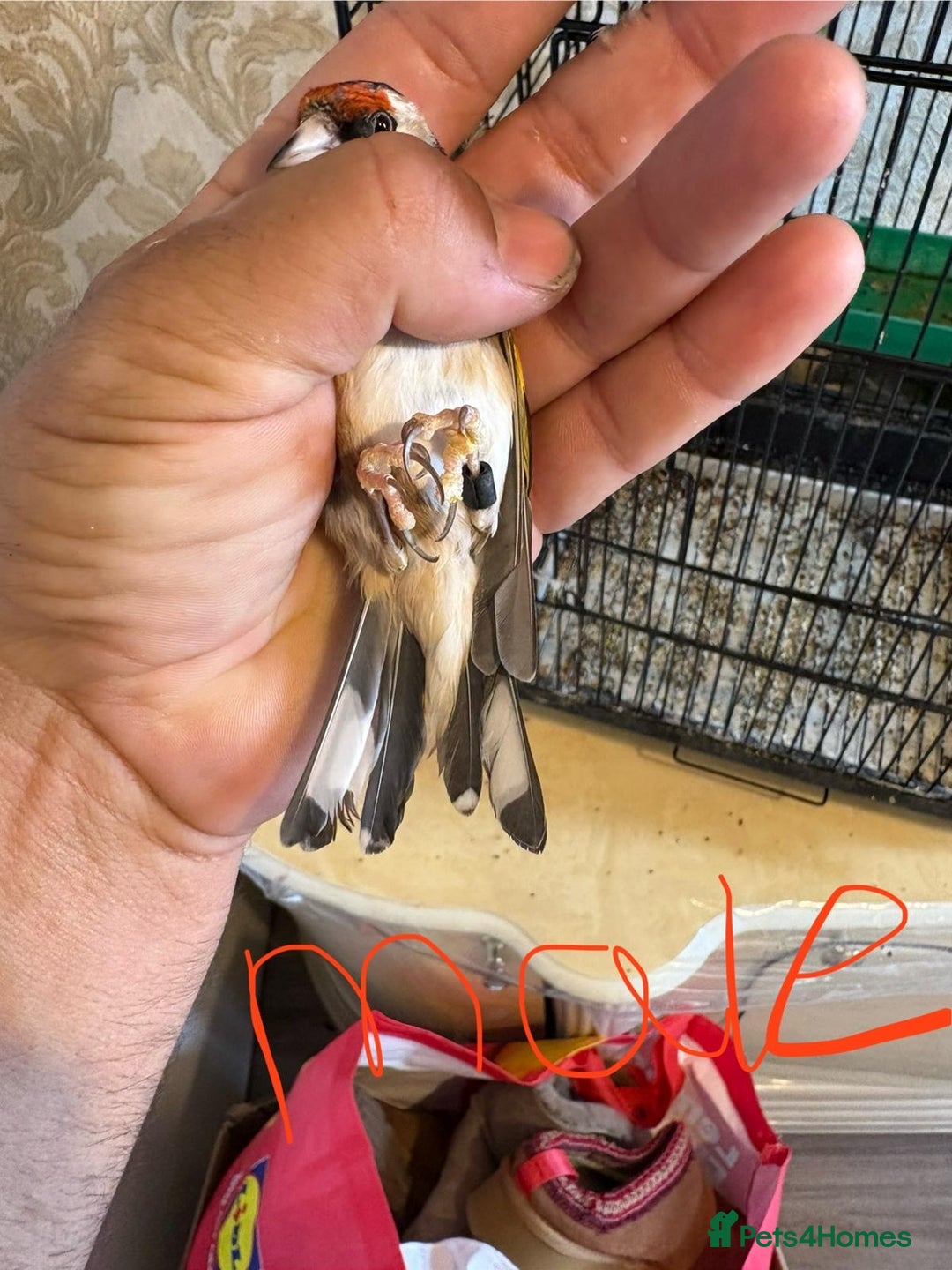 Finches birds for sale: Goldfinches for sale  - Image 2