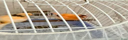 Canaries birds for sale: Baby canaries - Advert 2