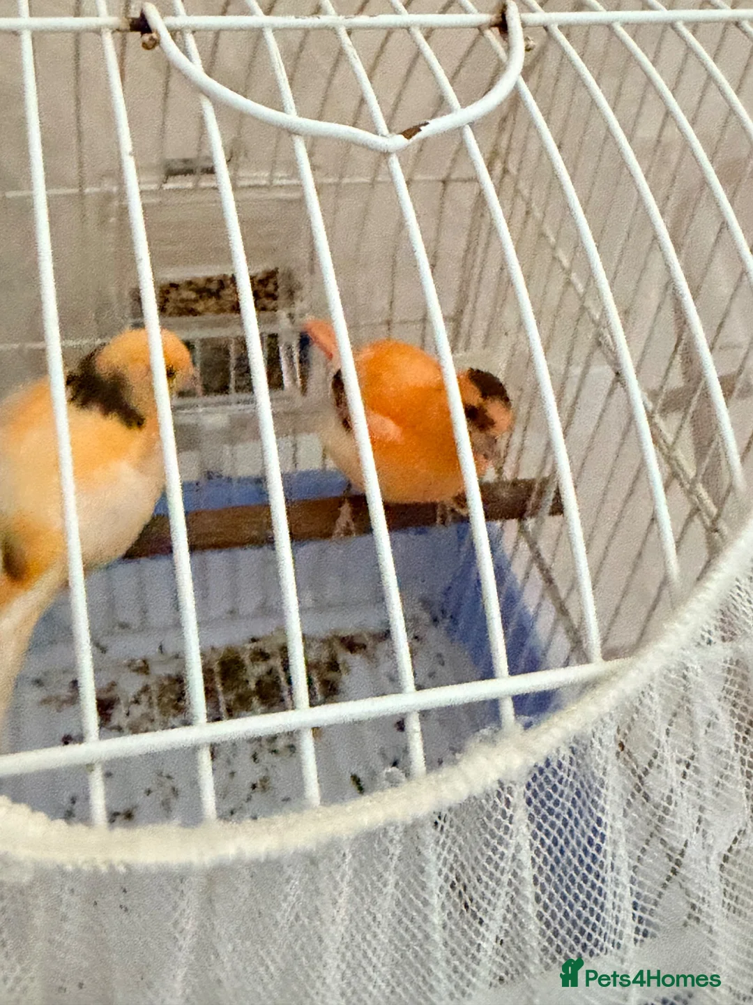 Canaries birds for sale: Baby canaries - Advert 2