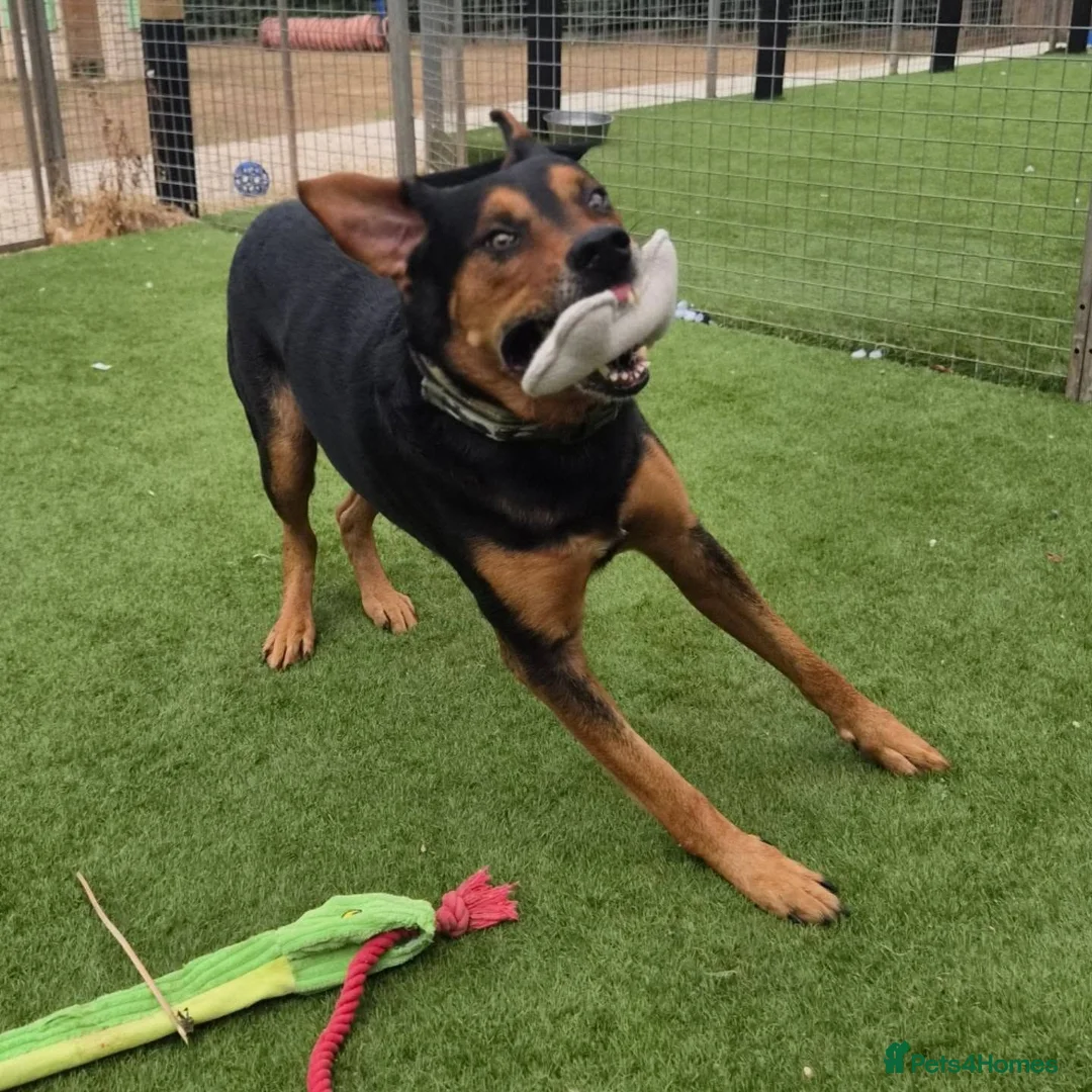Huntaway dogs for adoption: LENNY- Older Huntaway - Advert 4