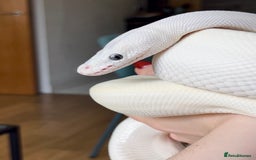 Python Snake reptiles for sale: Blue Eyed Lucy Female Python + Setup - Image 2
