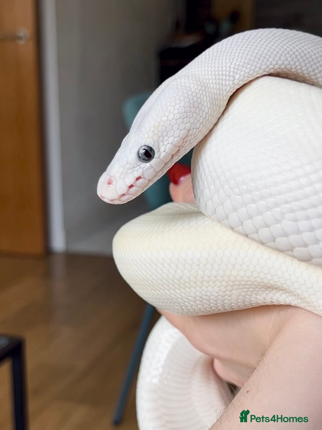 Python Snake reptiles for sale: Blue Eyed Lucy Female Python + Setup - Image 2