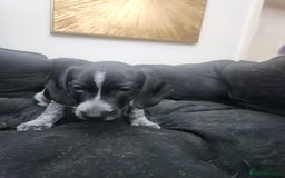 Dachshund dogs for sale: Stunning Dachshund Puppies  - Image 11