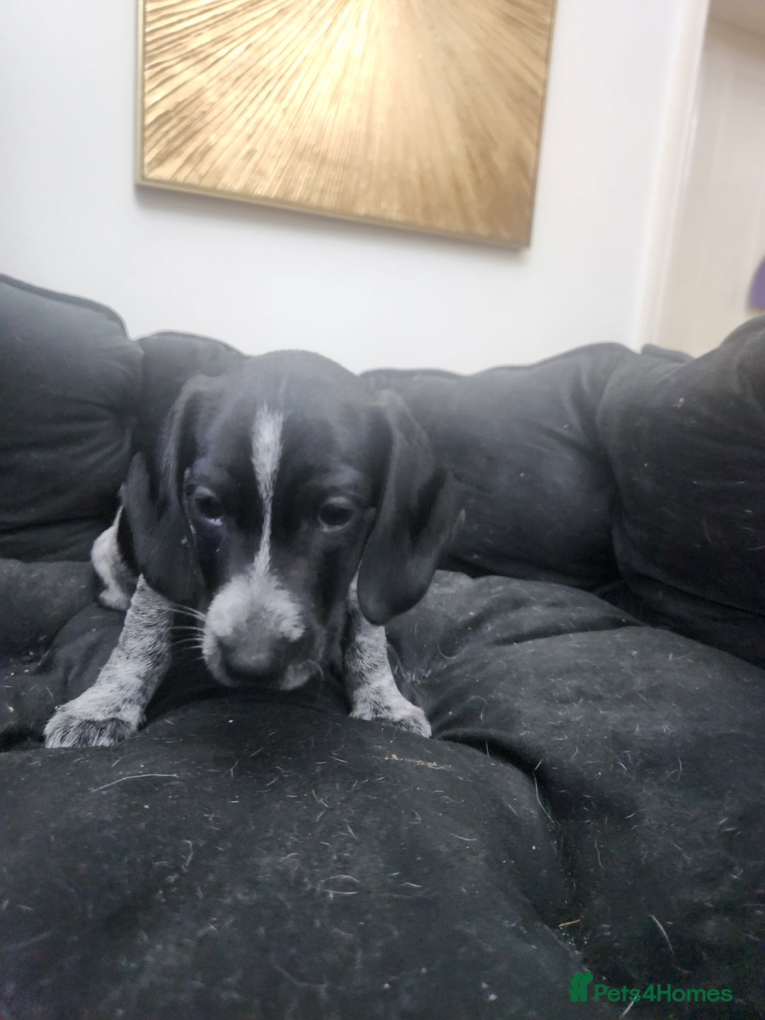 Dachshund dogs for sale: Stunning Dachshund Puppies  - Image 11