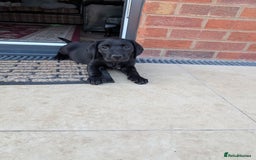Labrador Retriever dogs for sale: Stunning black KC registered working Labradors  - Image 16