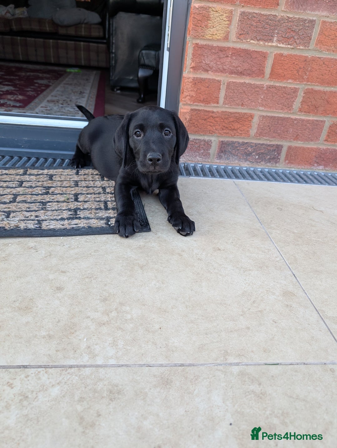 Labrador Retriever dogs for sale: Stunning black KC registered working Labradors  - Image 16