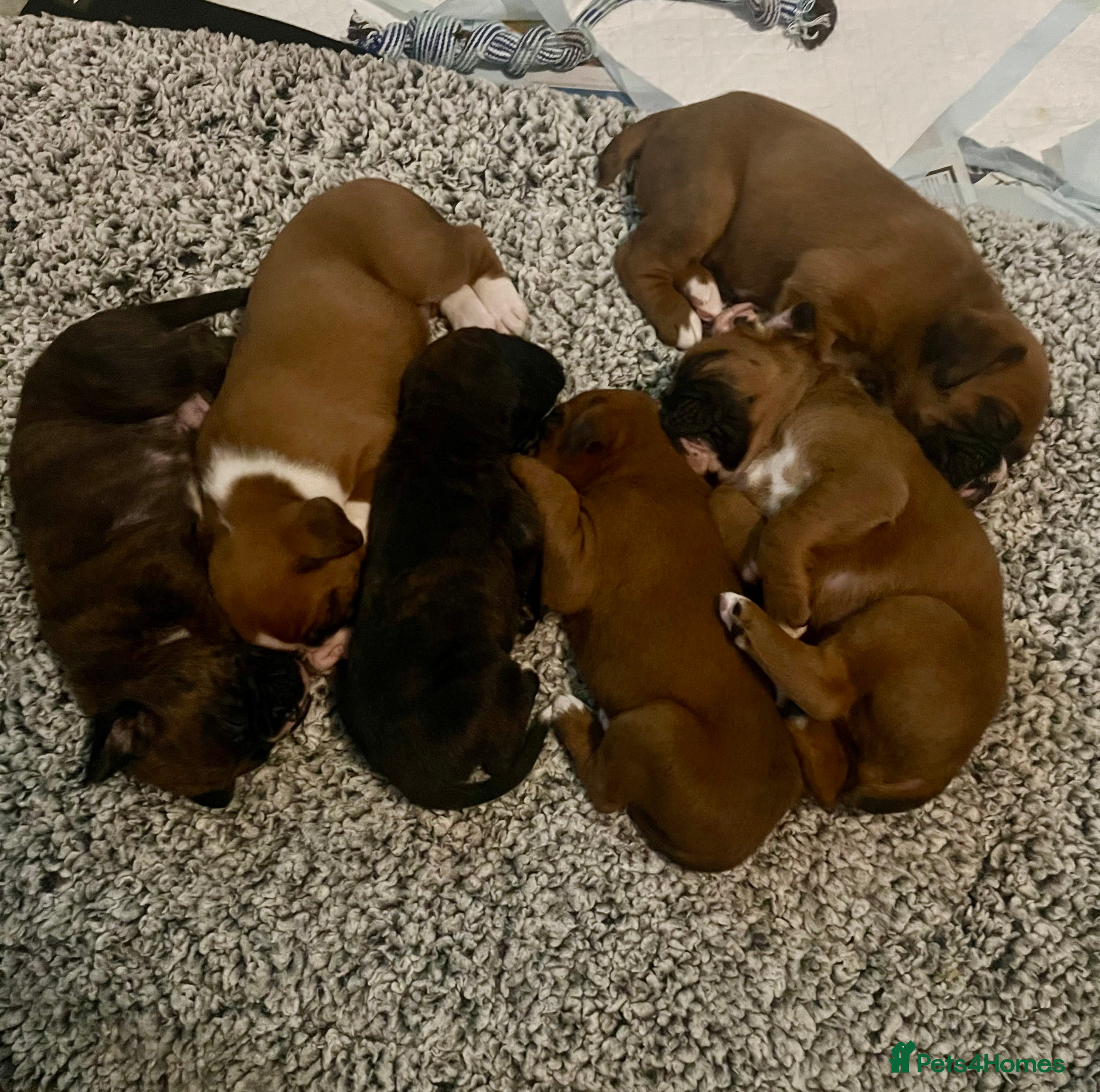 Boxer dogs Beautiful litter of 6 Pedigree Boxer Puppies  - Advert 3