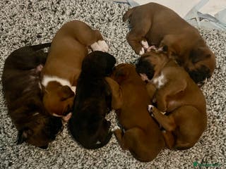Boxer dogs Beautiful litter of 6 Pedigree Boxer Puppies - Advert 1
