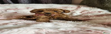Toy Poodle Puppy 3