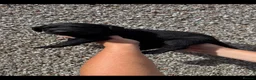 Labrador Retriever dogs for sale: Black Labrador pups stunning top trialing lines  - Advert 4