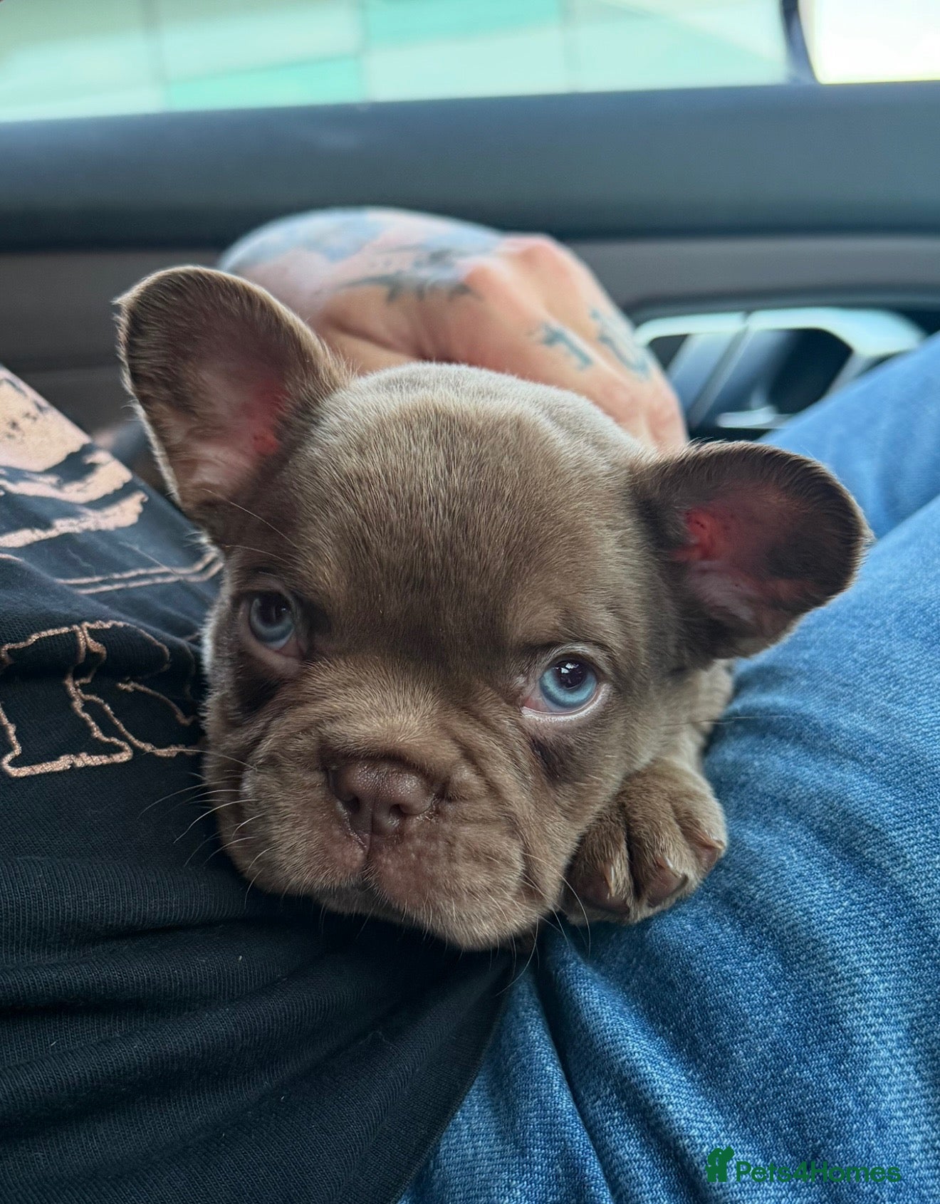 French Bulldog dogs Bear - French bulldog puppy - chocolate brown - Advert 2