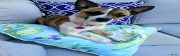 Jack Chi dogs for sale: Huckleberry and Mia looking for a new home x  - Advert 11